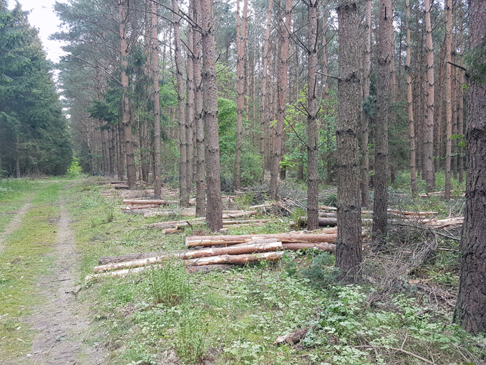 Forstbetrieb Heydenholz 268